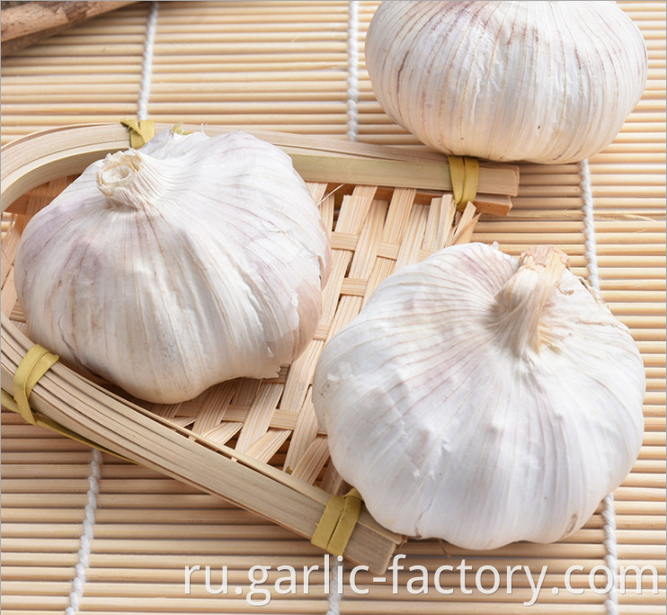 Pure white Garlic 5P mesh bag